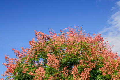 10 DWARF GOLDEN RAIN TREE Koelreuteria Paniculata Nana Yellow Flower Seeds