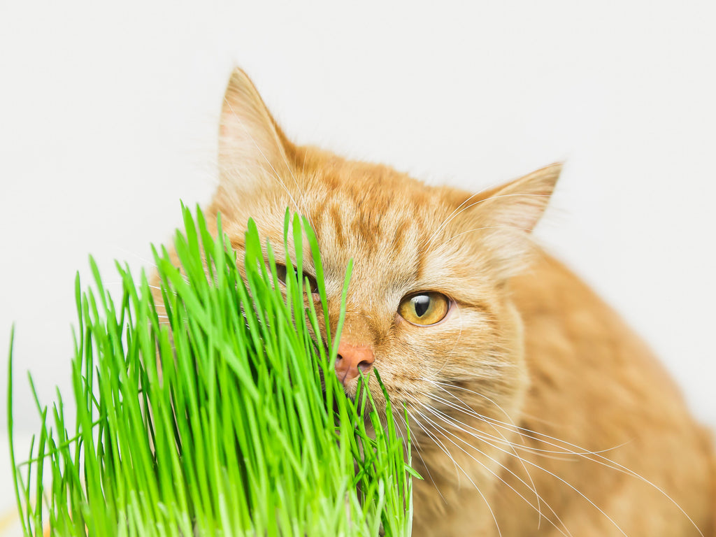 500 Organic CAT GRASS WHEAT Grass Pet Grass Wheatgrass Catgrass Triticum Aestivum Seeds