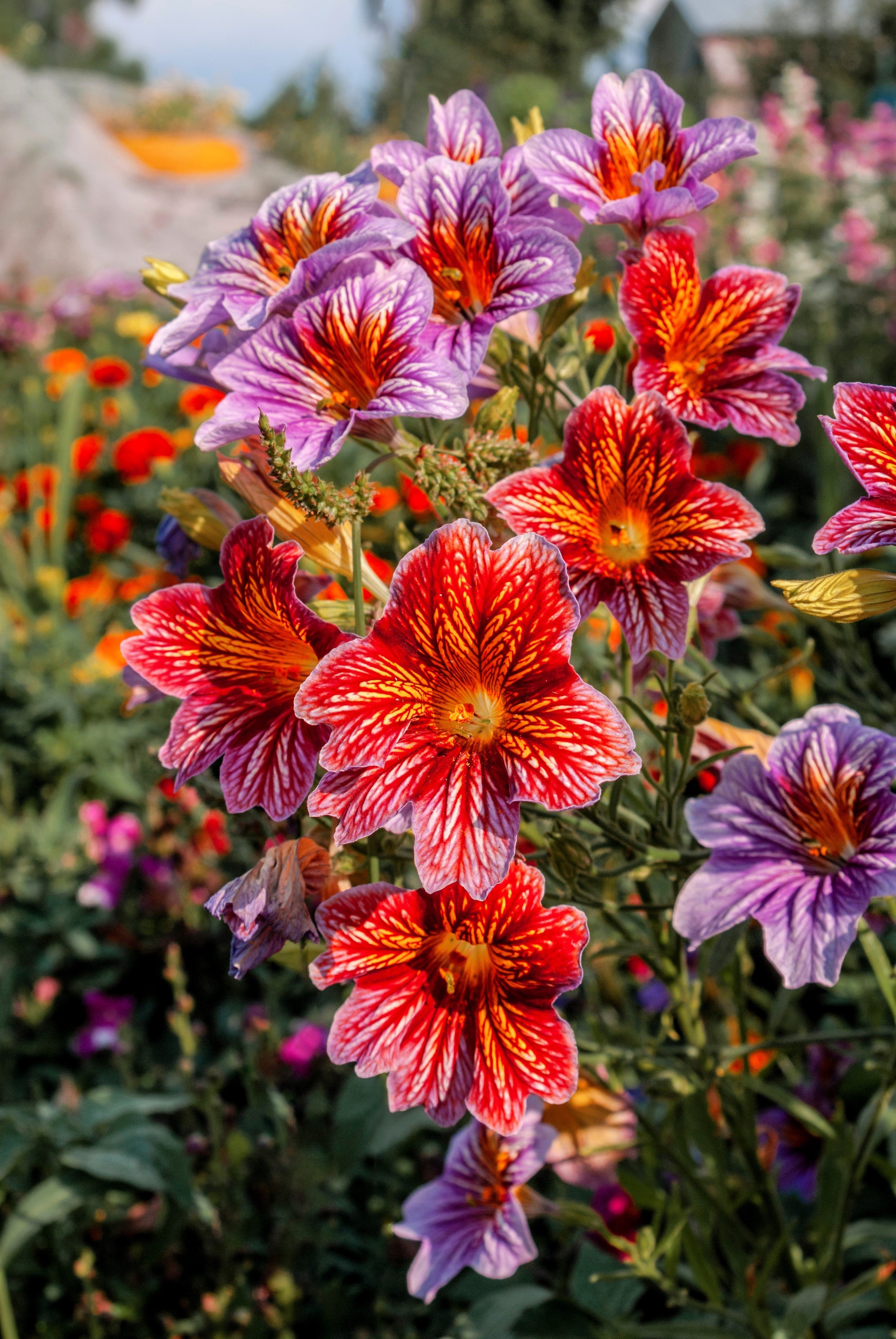 200 Mixed Colors PAINTED TONGUE (Velvet Trumpet Flower) Salpiglossis Grandiflora Virgiana Flower Seeds
