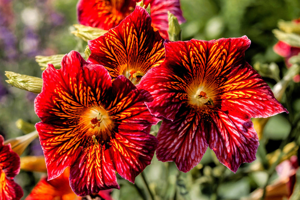 200 Mixed Colors PAINTED TONGUE (Velvet Trumpet Flower) Salpiglossis Grandiflora Virgiana Flower Seeds