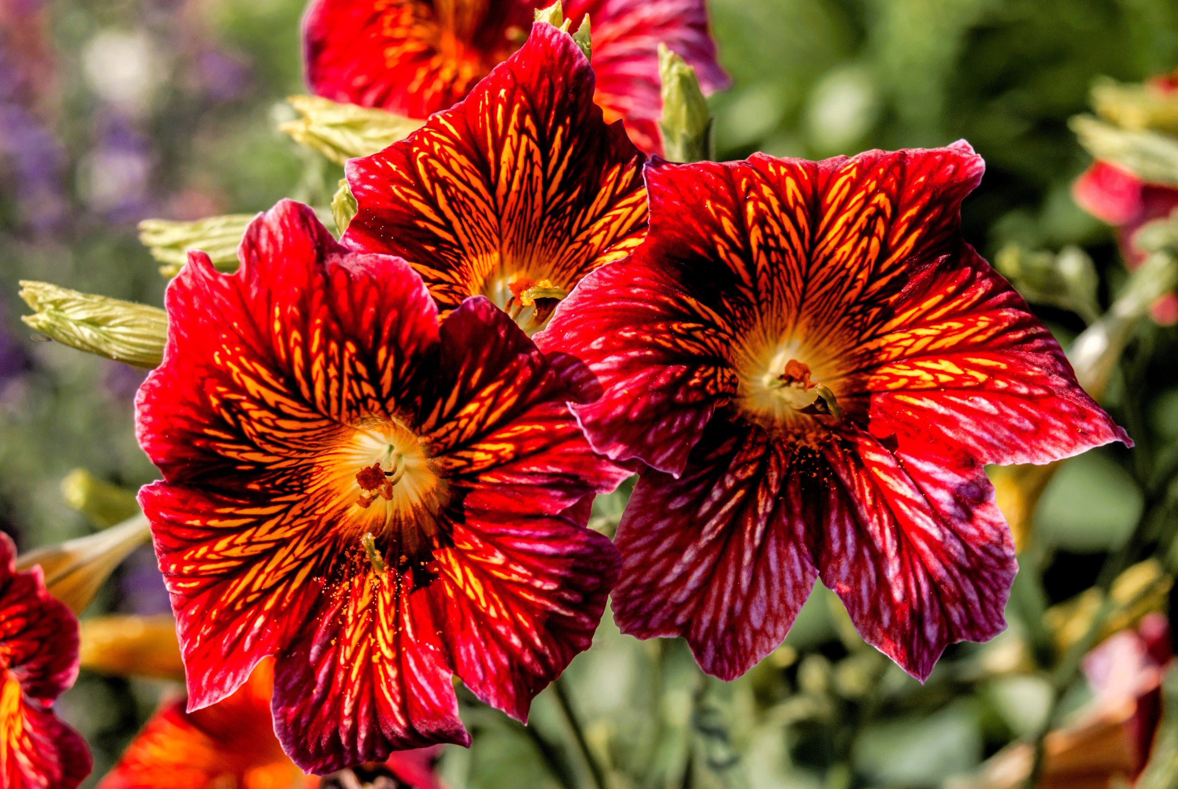 200 Mixed Colors PAINTED TONGUE (Velvet Trumpet Flower) Salpiglossis Grandiflora Virgiana Flower Seeds