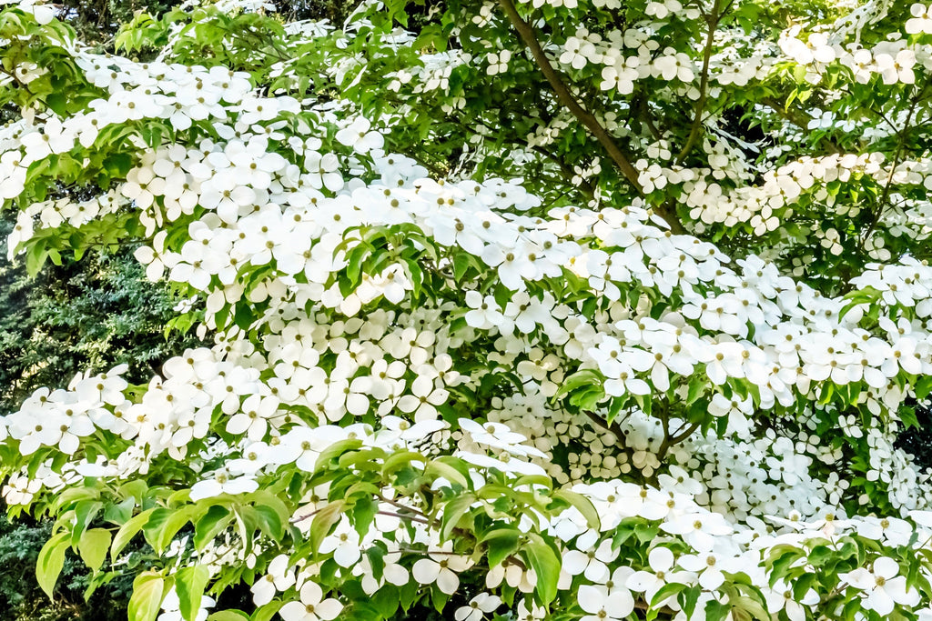 20 HIMALAYAN DOGWOOD / STRAWBERRY Tree Cornus Capitata White & Pink Flower Red Fruit Seeds