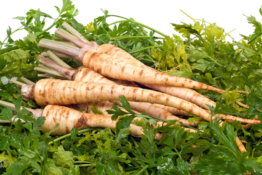 1000 HAMBURG ROOTED PARSLEY Petroselinum Crispum Tuberosum Root Vegetable Seeds