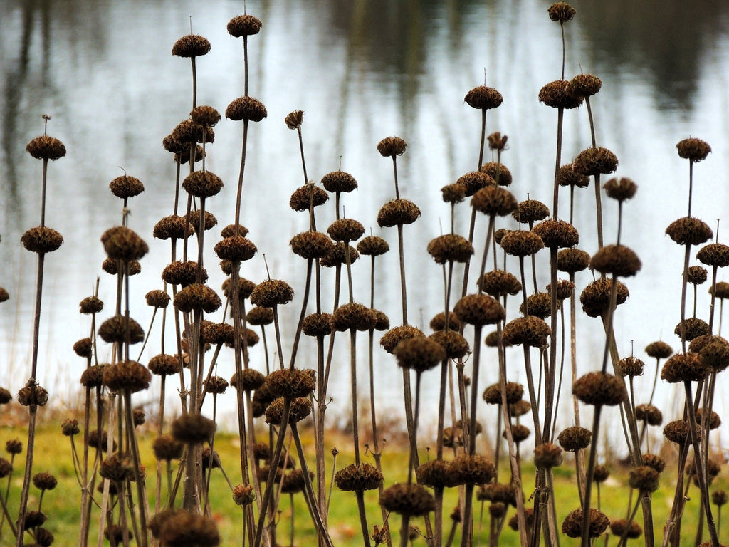 25 KLIP DAGGA (Lions Ear / Lions Tail / Wild Klip Dagga) Leonotis Nepetifolia Flower Seeds