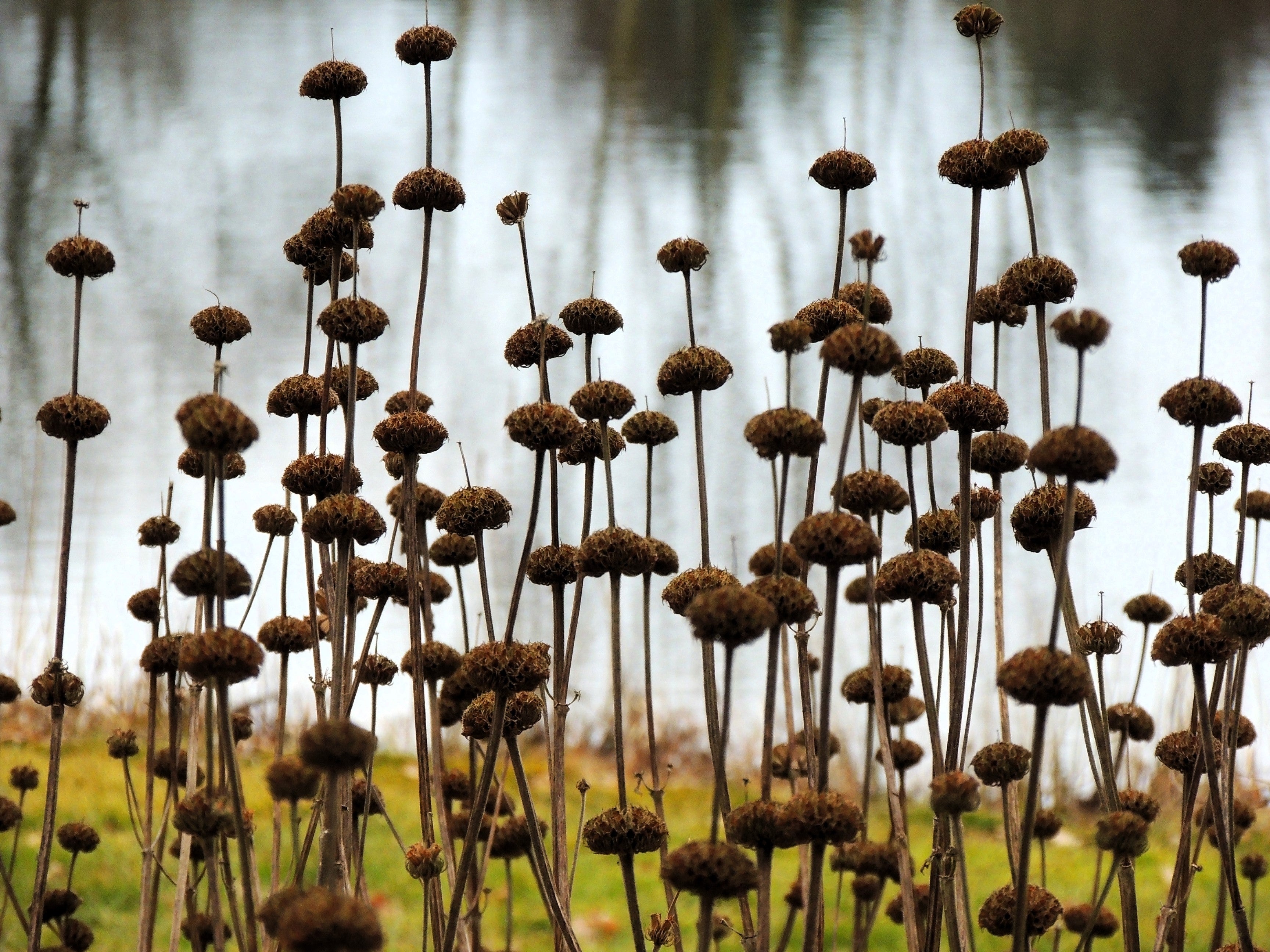 25 KLIP DAGGA (Lions Ear / Lions Tail / Wild Klip Dagga) Leonotis Nepetifolia Flower Seeds