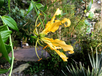 10 YELLOW GLORIOSA LILY Flame Lily Gloriosa Lutea Flower Vine Seeds