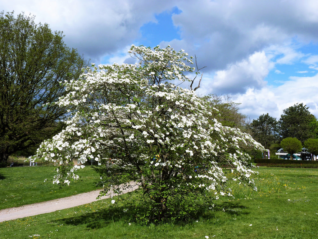 10 American WHITE FLOWERING DOGWOOD Small Tree Cornus Florida Seeds