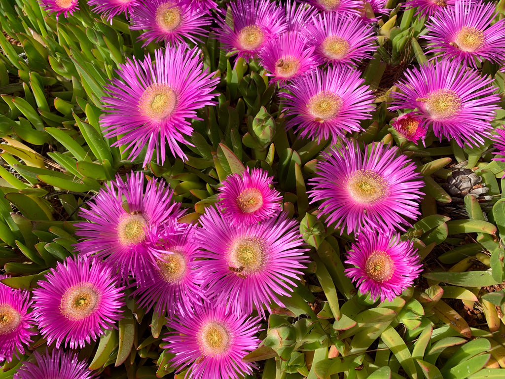 25 Table Mountain ICE PLANT Magenta Fuchsia Delosperma Cooperi Hardy Pink Carpet Flower Seeds