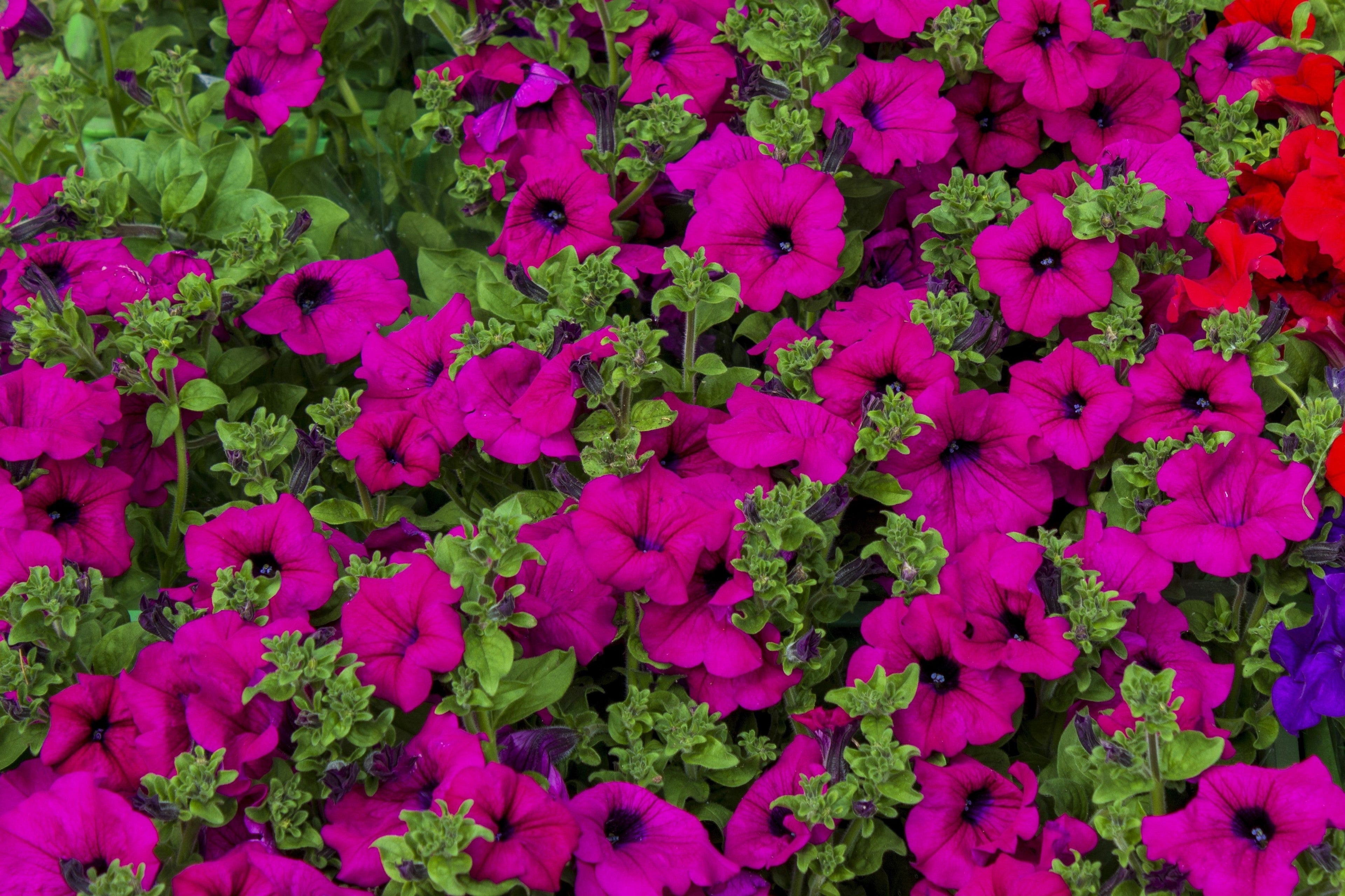 200 Mixed LAURA BUSH PETUNIA Violacea Integrifolia Pink Purple Trumpet Flower Seeds