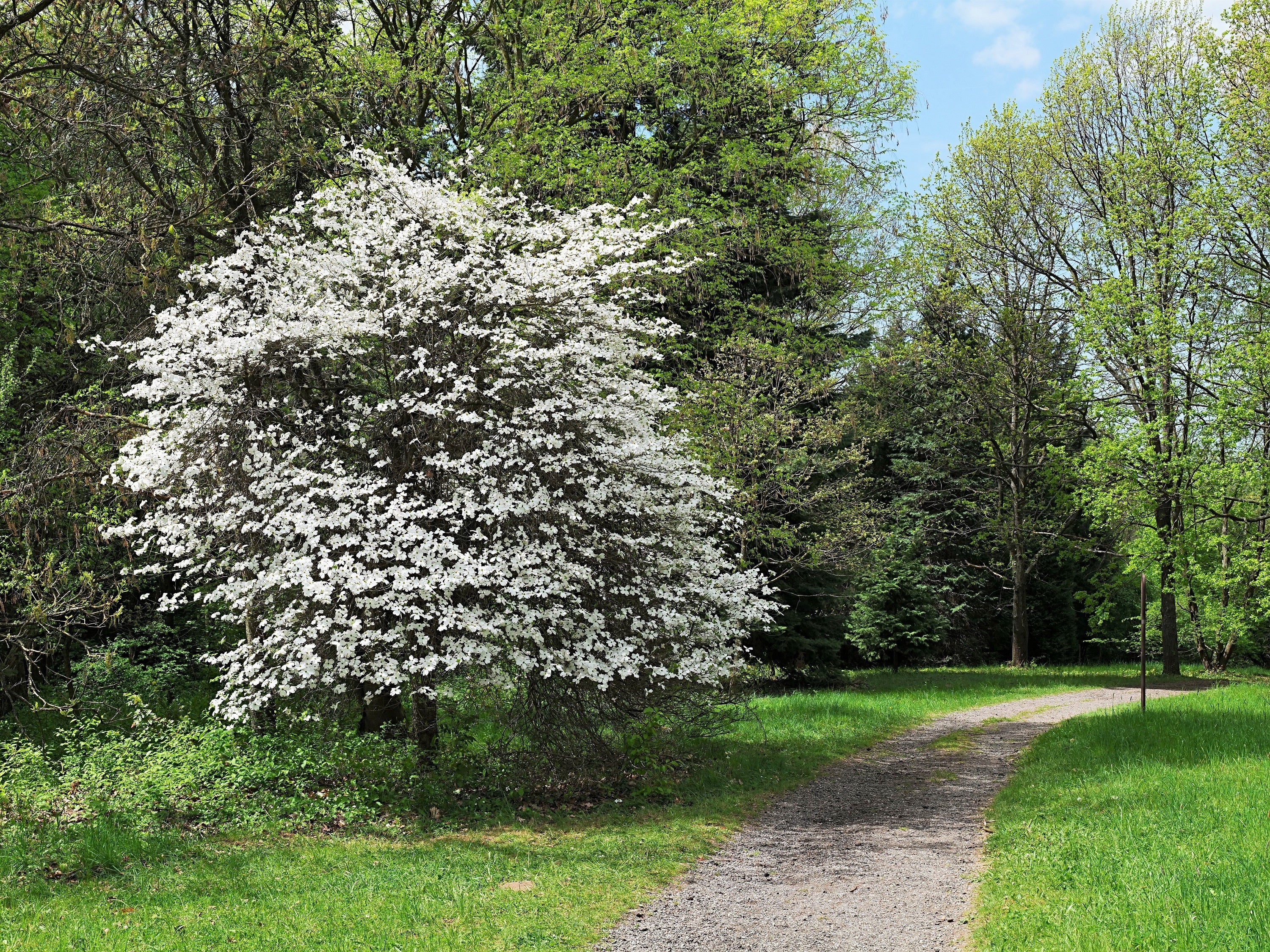 10 American WHITE FLOWERING DOGWOOD Small Tree Cornus Florida Seeds