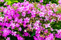 1000 TALL CATCHFLY (Campion / None So Pretty) Silene Armeria Pink Flower Seeds