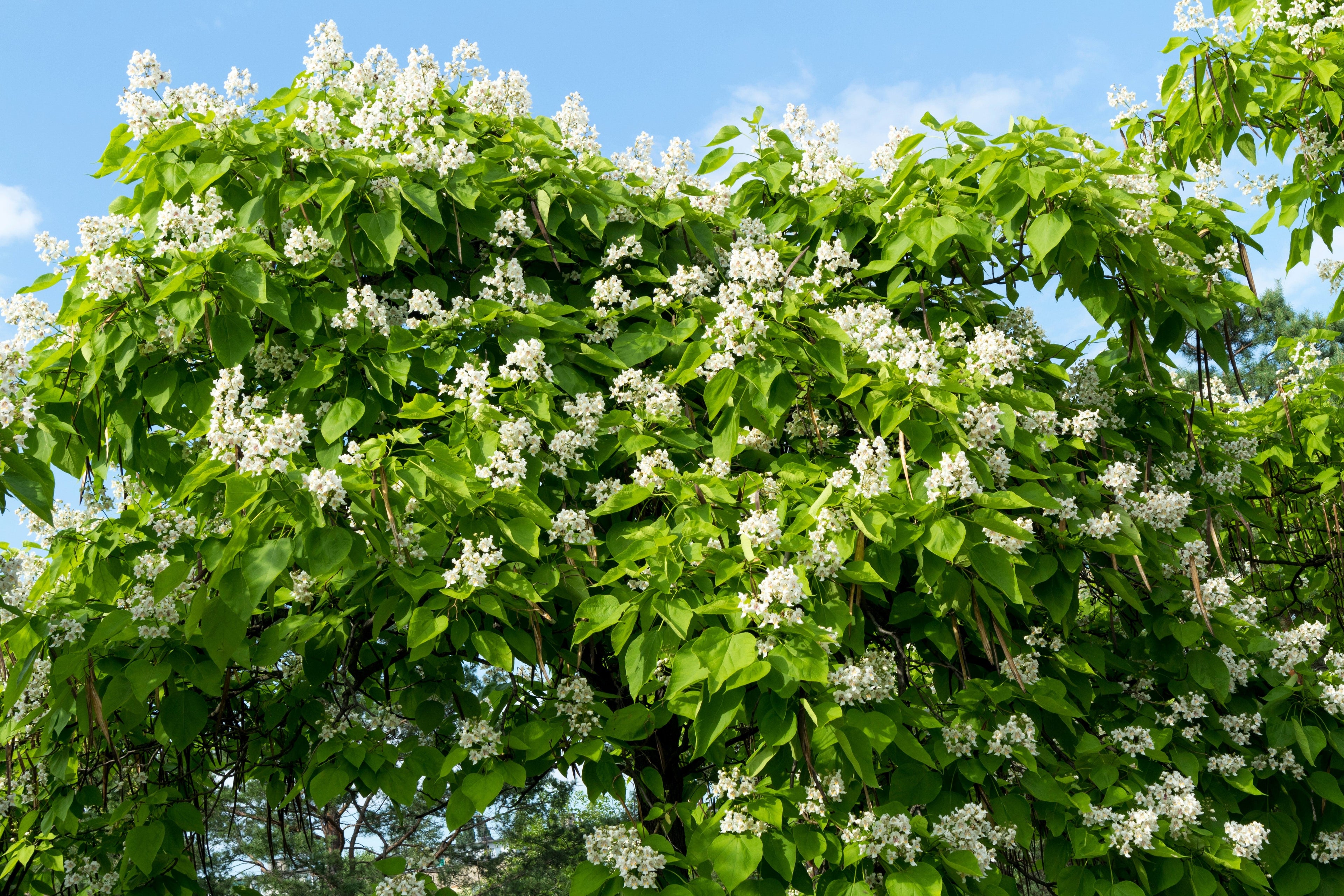 50 Flowering NORTHERN CATALPA Speciosa TREE Seeds (aka Western Catalpa or Catawba / Indian Cigar / Fish-Bait)