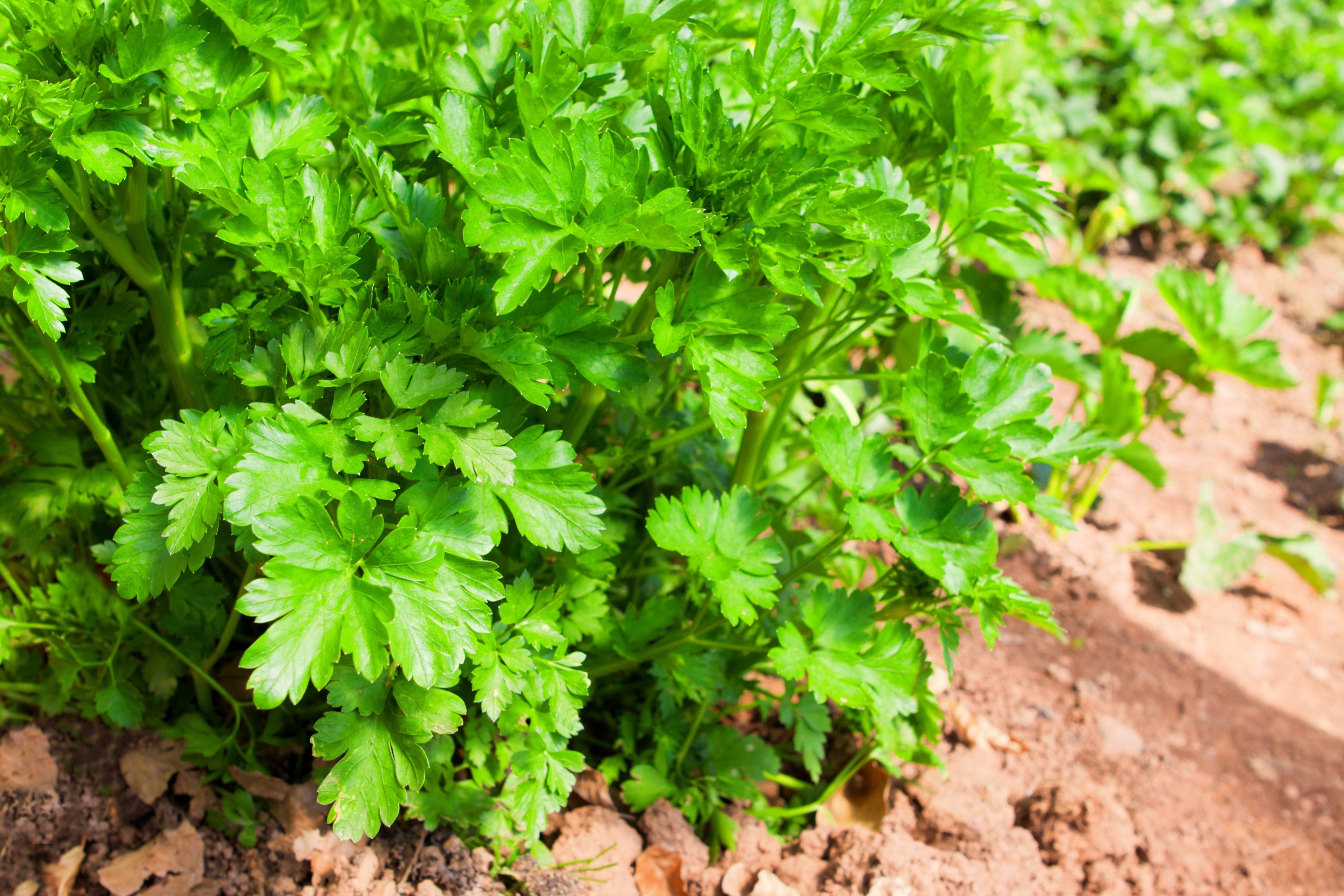 1000 GIANT ITALIAN Flat Leaf PARSLEY Petroselinum Crispum Neapolitanum Herb Vegetable Flower Seeds