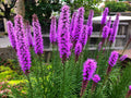 500 Purple BLAZING STAR Gayfeather LIATRIS Spicata Flower Seeds