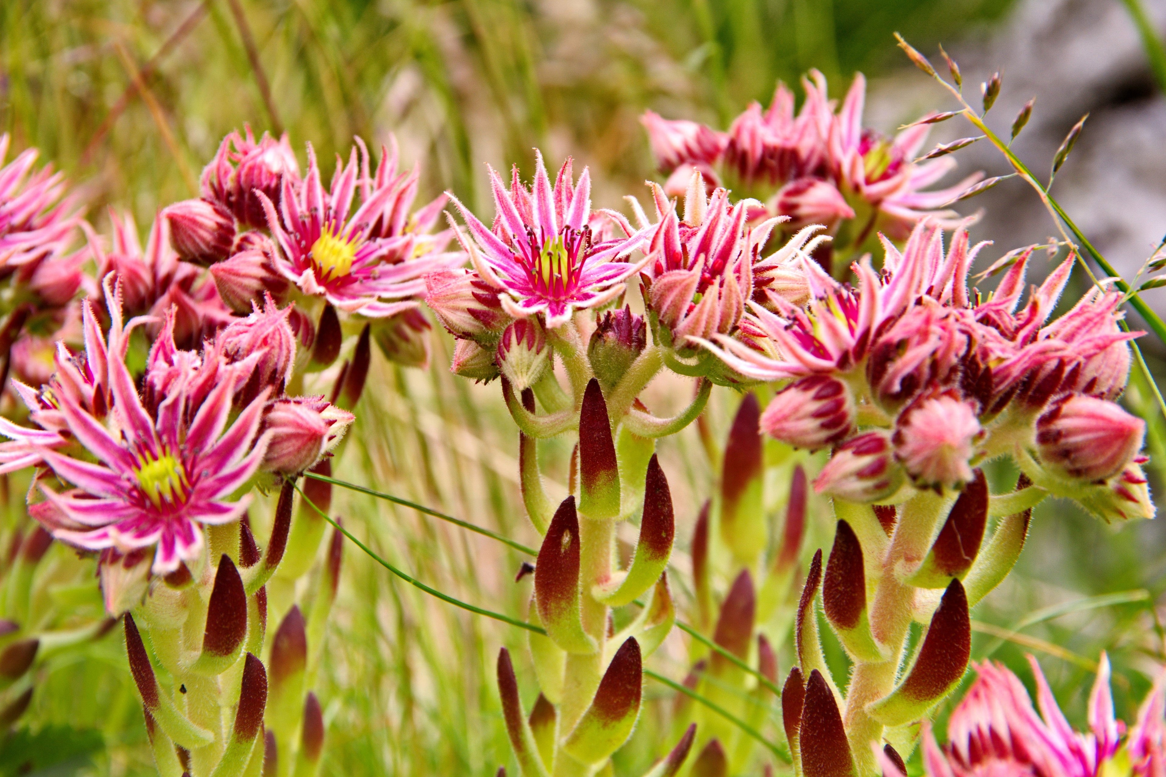 50 MOUNTAIN HOUSELEEK Hens & Chicks Sempervivum Montanum Green Red / Pink Flower Houseplant Seeds