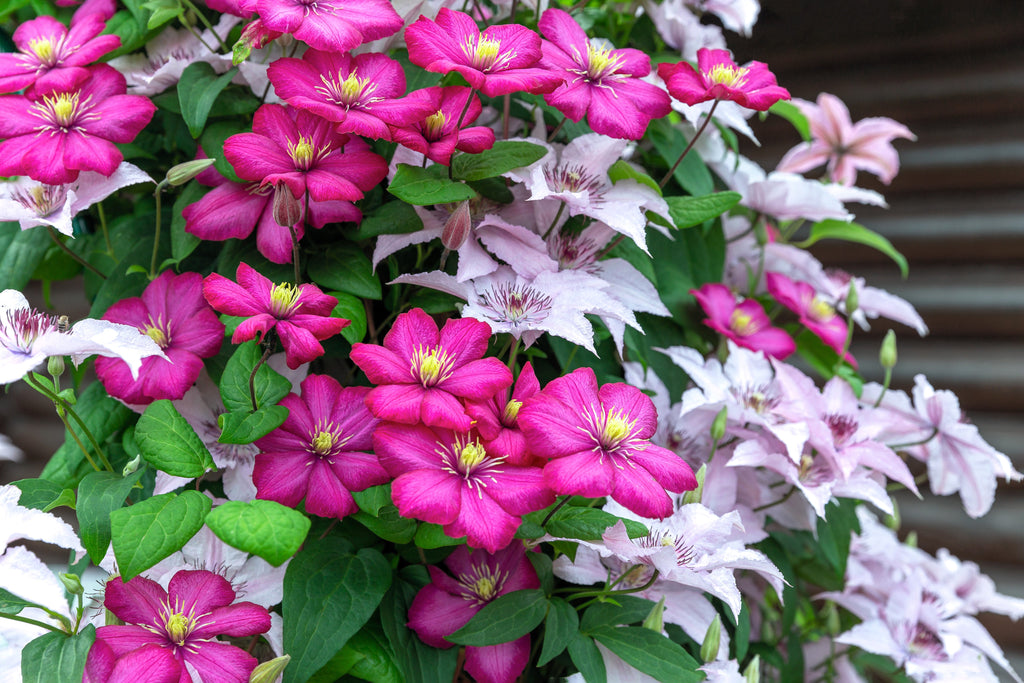 10 MIXED HYBRID CLEMATIS Hybrida Red Purple Pink Blue Bicolor Flower Vine Seeds