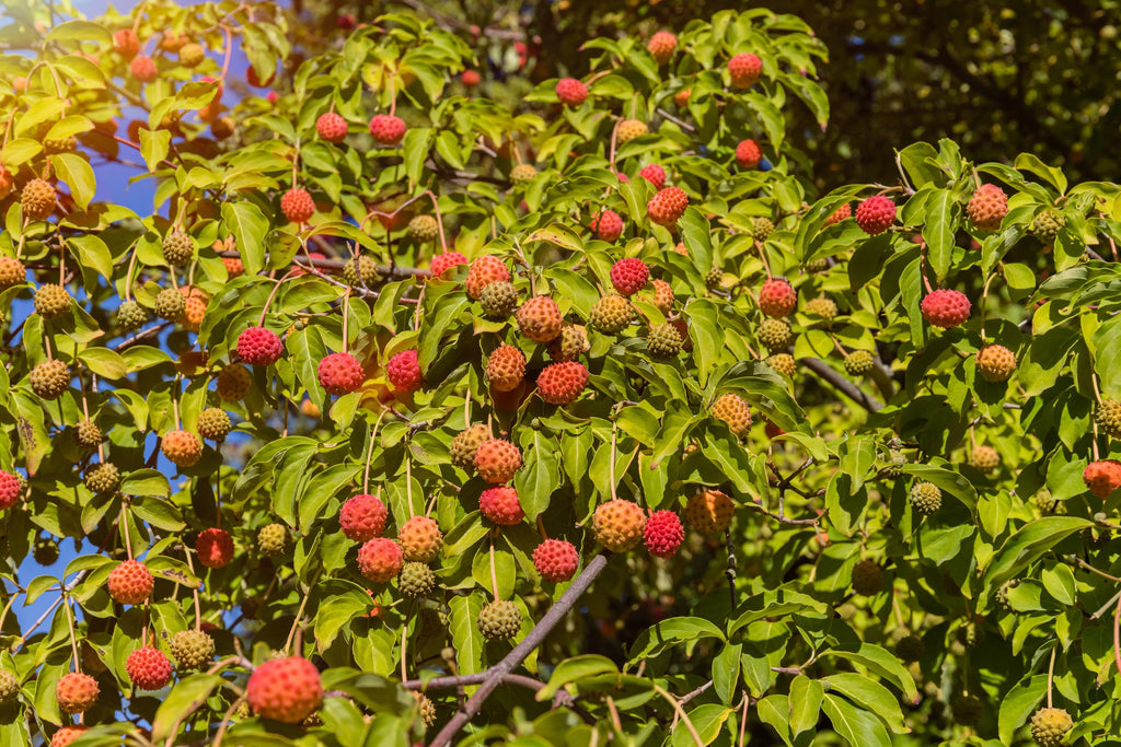 20 HIMALAYAN DOGWOOD / STRAWBERRY Tree Cornus Capitata White & Pink Flower Red Fruit Seeds