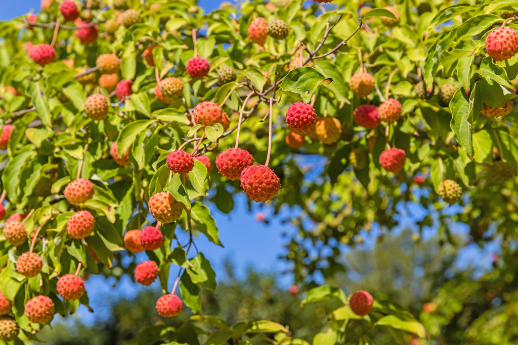 20 HIMALAYAN DOGWOOD / STRAWBERRY Tree Cornus Capitata White & Pink Flower Red Fruit Seeds
