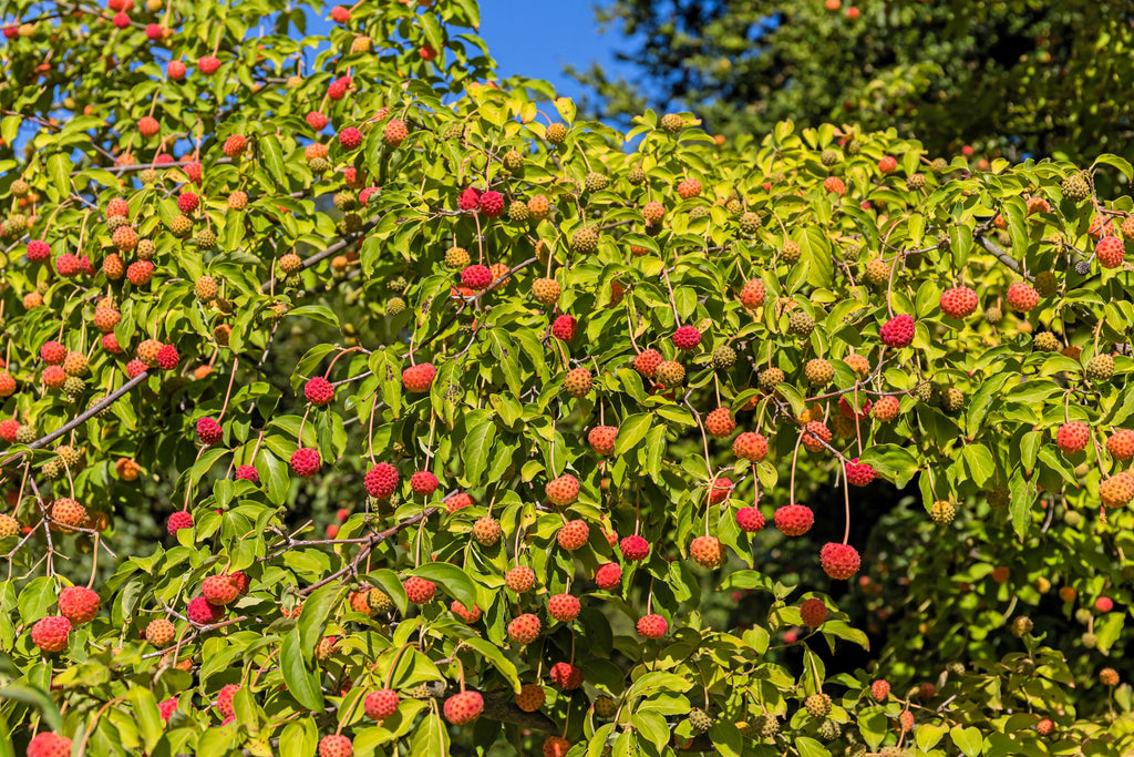 20 HIMALAYAN DOGWOOD / STRAWBERRY Tree Cornus Capitata White & Pink Flower Red Fruit Seeds