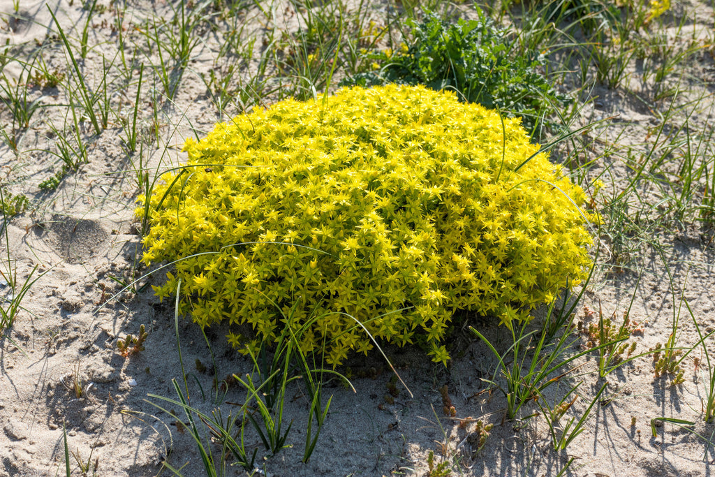 200 GOLDEN CARPET SEDUM Acre Gold Moss Stonecrop Flower Seeds