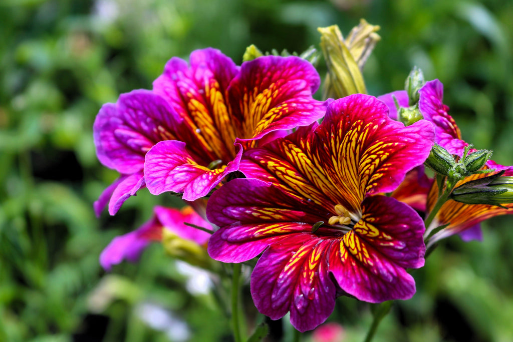 200 Mixed Colors PAINTED TONGUE (Velvet Trumpet Flower) Salpiglossis Grandiflora Virgiana Flower Seeds