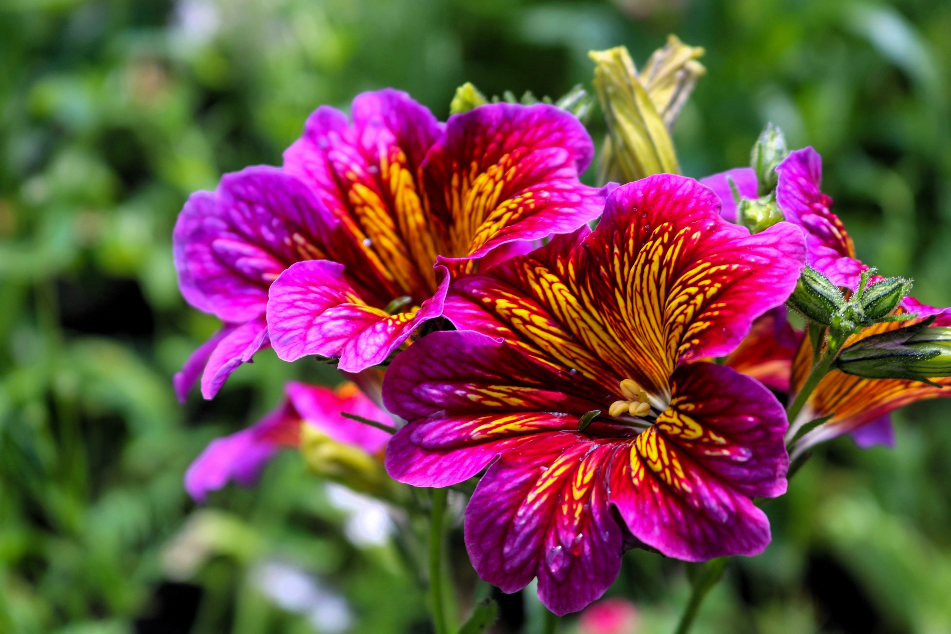 200 Mixed Colors PAINTED TONGUE (Velvet Trumpet Flower) Salpiglossis Grandiflora Virgiana Flower Seeds