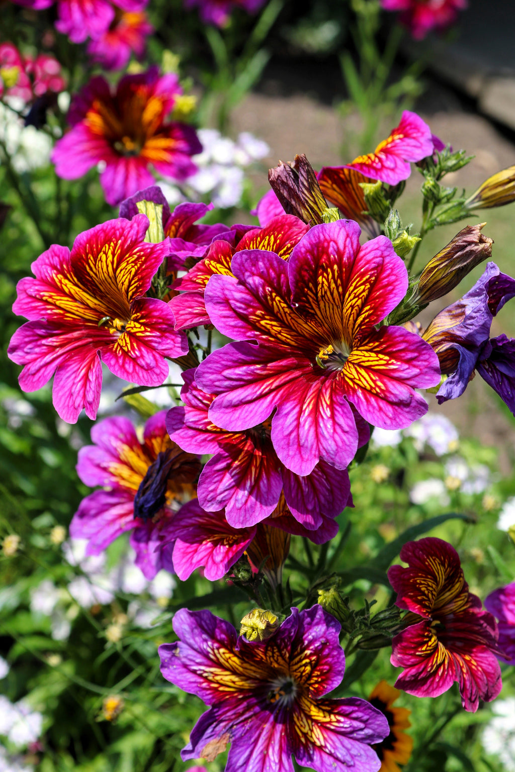 200 Mixed Colors PAINTED TONGUE (Velvet Trumpet Flower) Salpiglossis Grandiflora Virgiana Flower Seeds