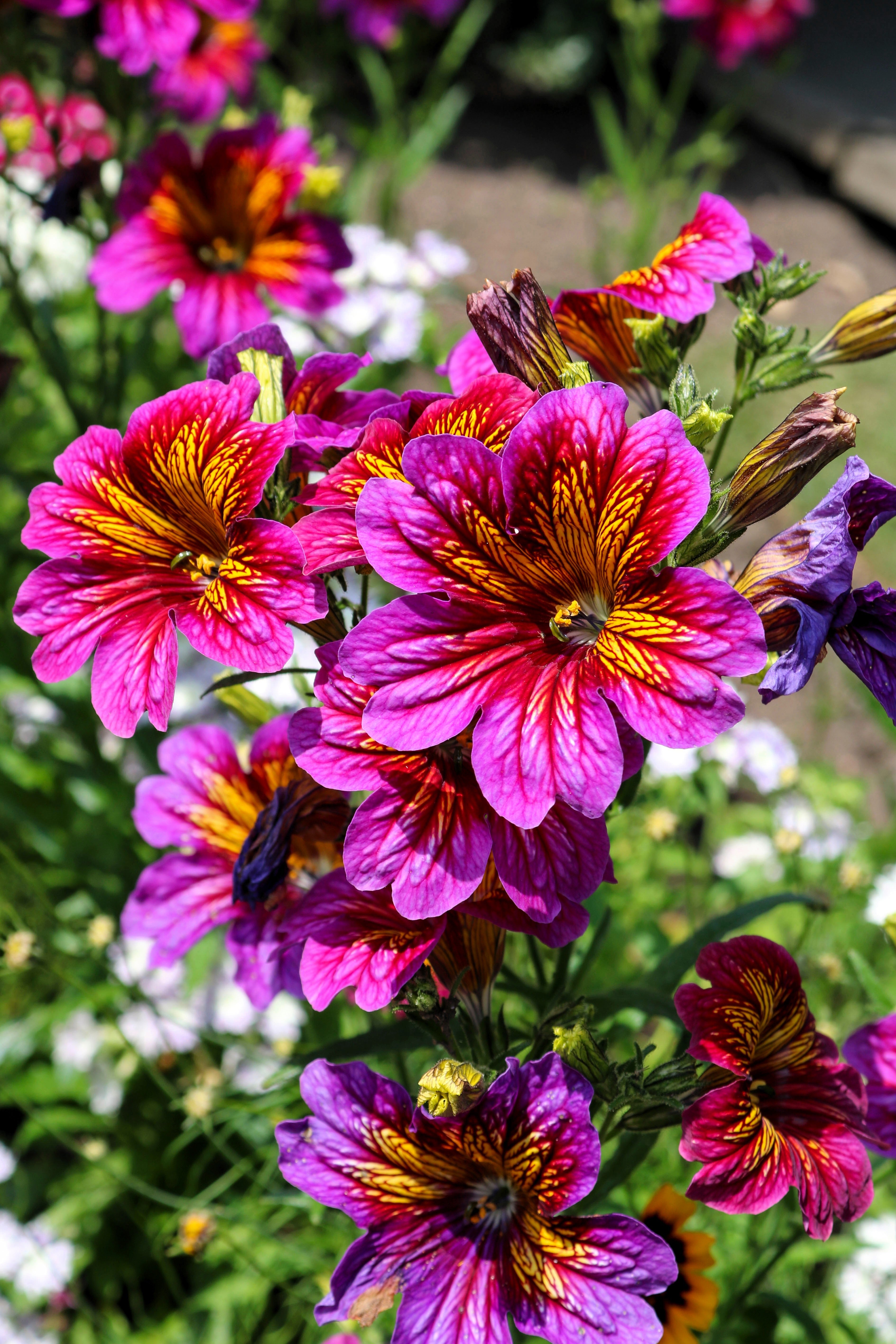 200 Mixed Colors PAINTED TONGUE (Velvet Trumpet Flower) Salpiglossis Grandiflora Virgiana Flower Seeds