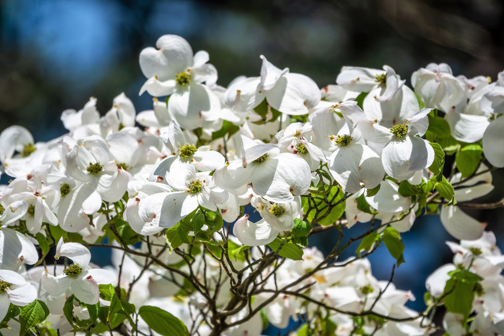 10 American WHITE FLOWERING DOGWOOD Small Tree Cornus Florida Seeds