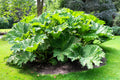 10 GUNNERA MANICATA 6' Leaves! Giant Rhubarb Dinosaur Plant Moist Shade Red Flower Seeds