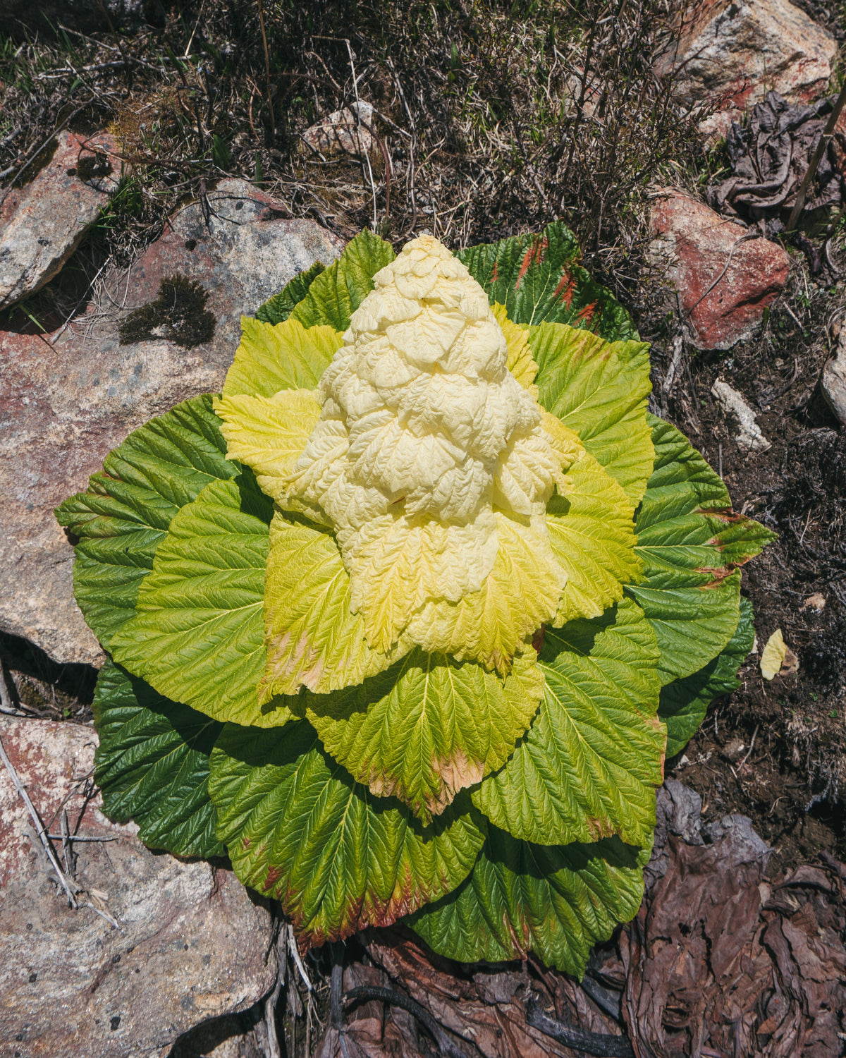 5 NOBLE RHUBARB Rheum Nobile Ornamental Sikkim Himalayan Glasshouse Plant Seeds