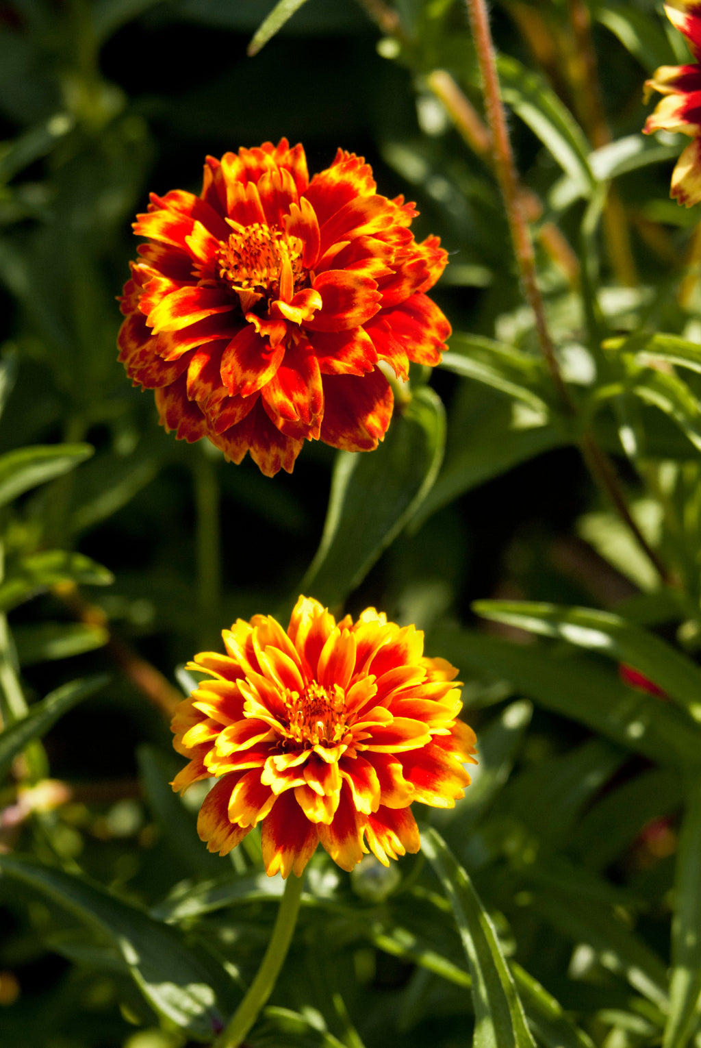 75 Mixed Colors PERSIAN CARPET ZINNIA Zinnia Haageana Flower Seeds