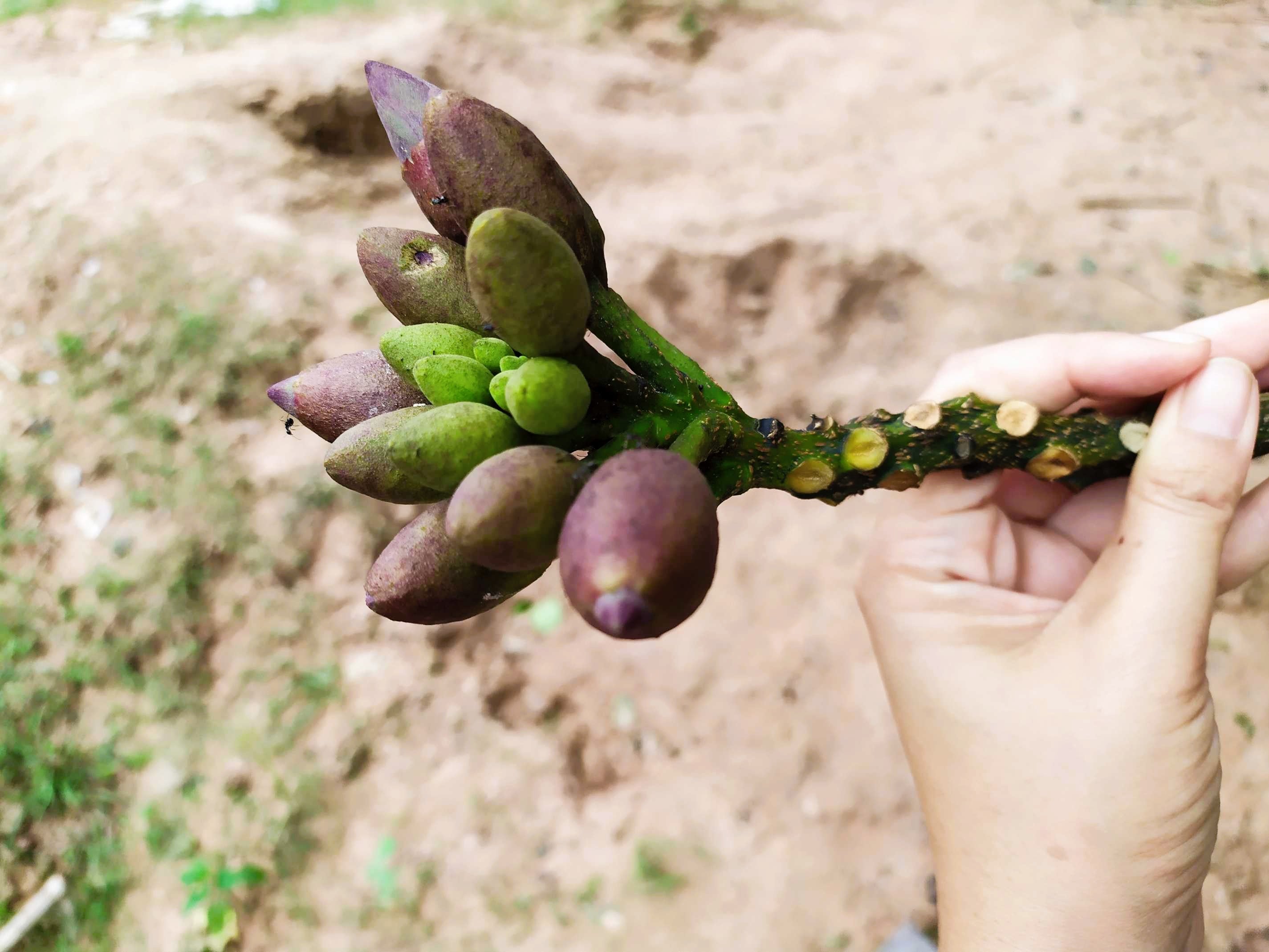 20 INDIAN TRUMPET Flower TREE (Midnight Horror / Broken Bones Plant / Tree of Damocles) Oroxylum Indicum Seeds
