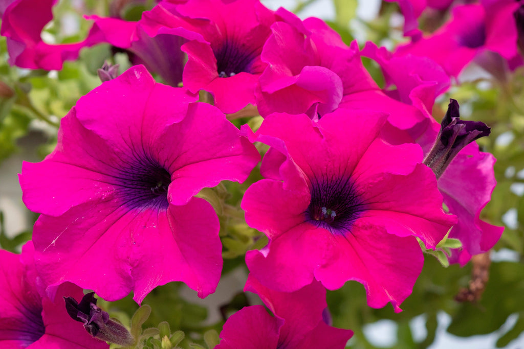 200 Mixed LAURA BUSH PETUNIA Violacea Integrifolia Pink Purple Trumpet Flower Seeds
