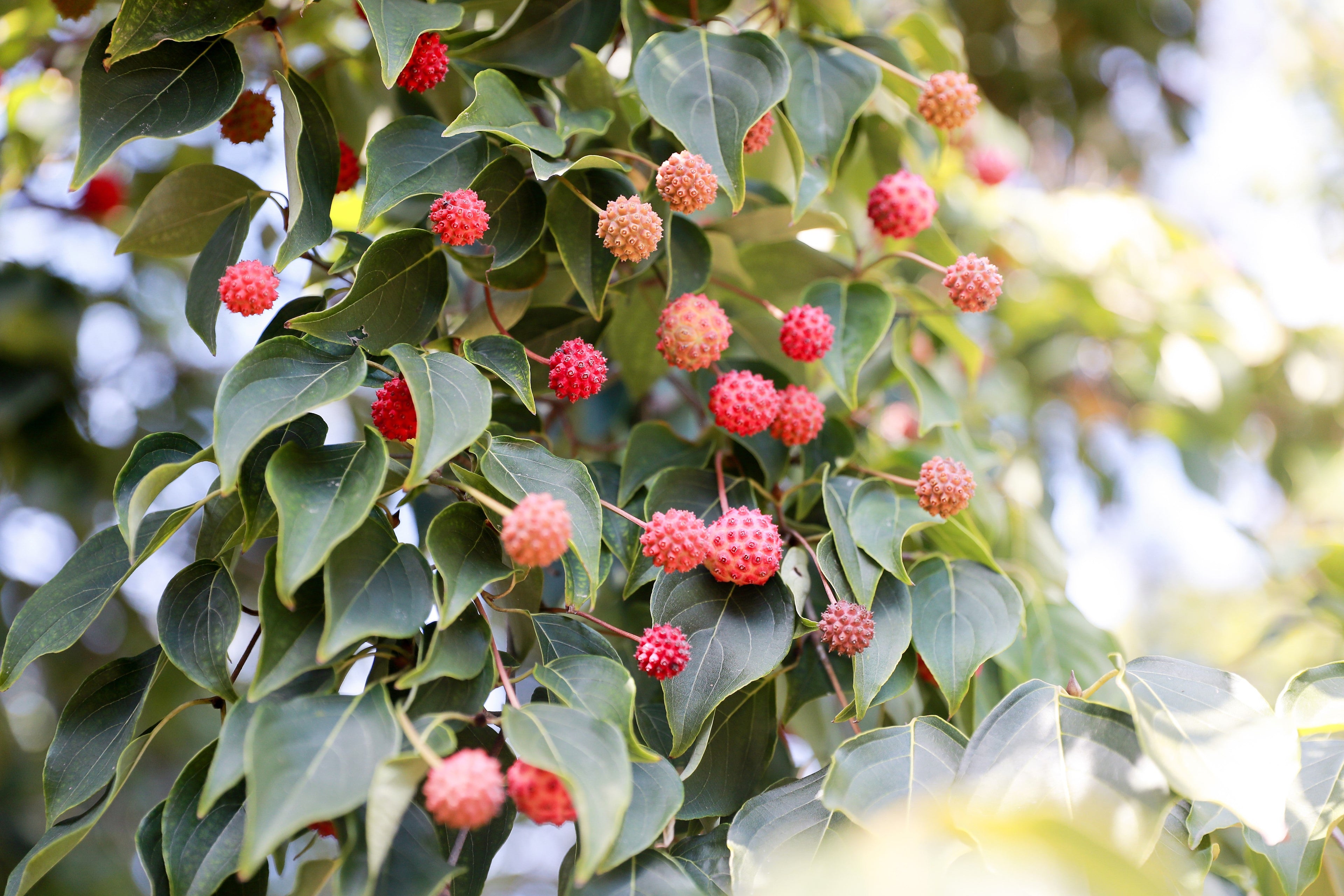 5 PINK DOGWOOD Tree Cornus Capitata Angustata Kousa Ornamental Flowering Tree Seeds