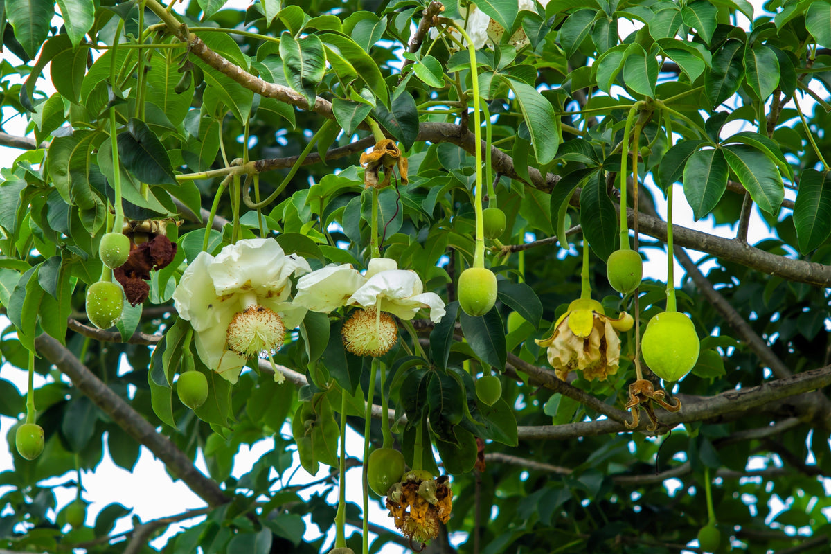 1000 BULK African BAOBAB TREE Adansonia Digitata Monkey Bread Judas Fruit Seeds