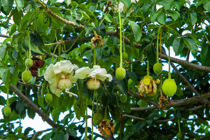 1000 BULK African BAOBAB TREE Adansonia Digitata Monkey Bread Judas Fruit Seeds