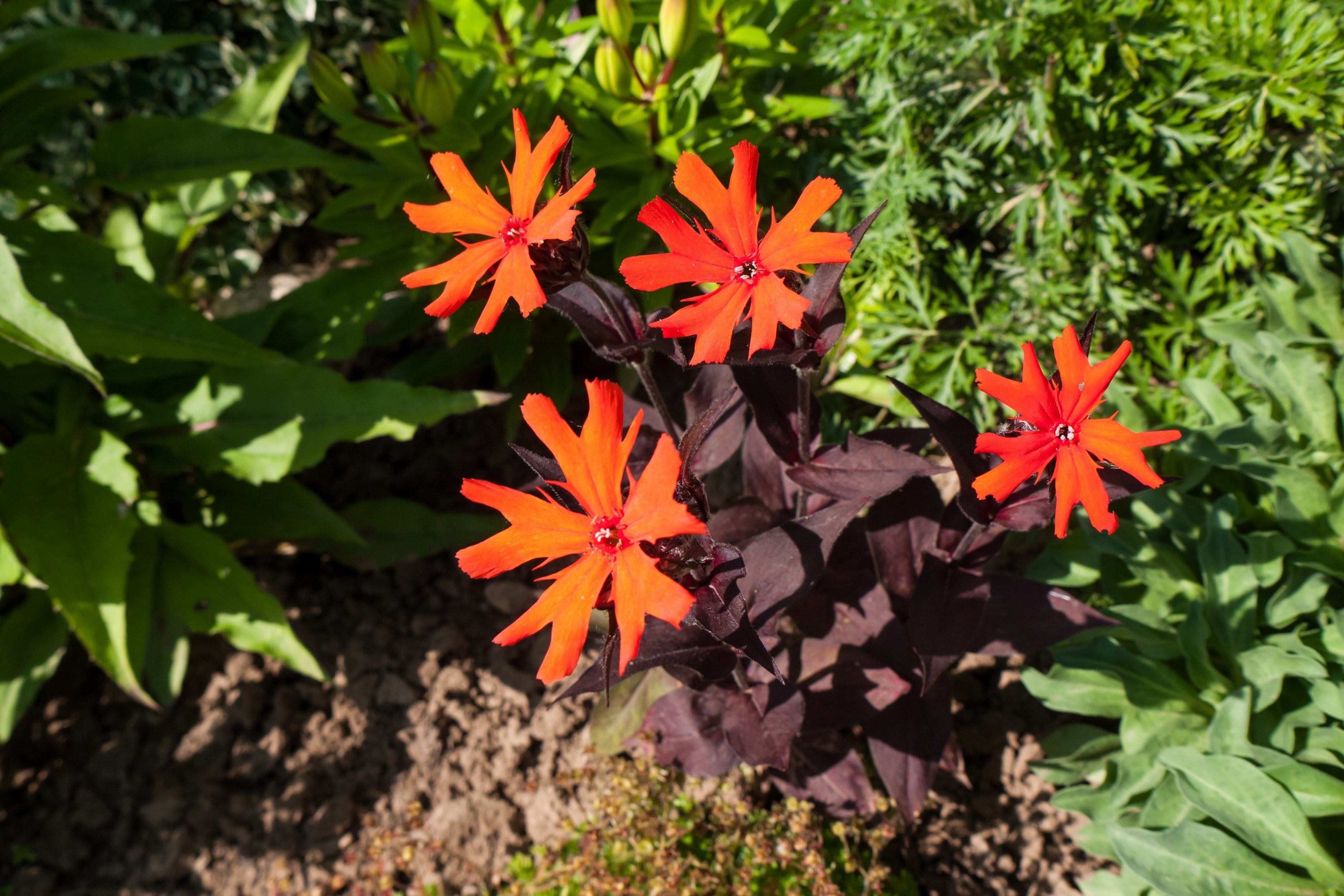 25 VESUVIUS CAMPION Red Orange Lychnis Arkwrightii Catchfly Flower Seeds