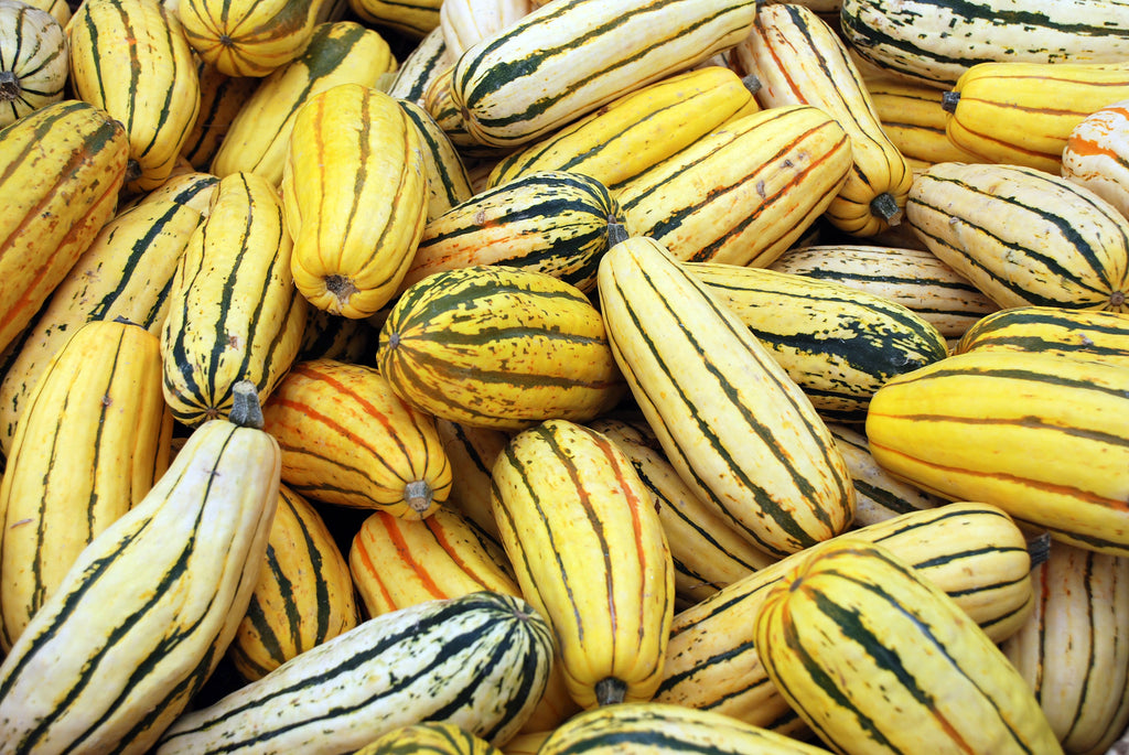 50 DELICATA SQUASH Striped Sweet Potato Cucurbita Pepo Vegetable Seeds