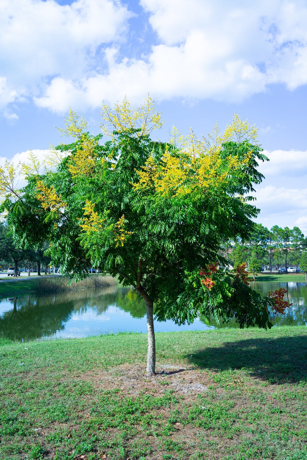 10 DWARF GOLDEN RAIN TREE Koelreuteria Paniculata Nana Yellow Flower Seeds