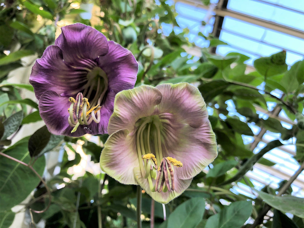 5 CUP & SAUCER VINE Cathedral Bells Cobaea Scandens Climber Purple Hummingbird Flower Seeds