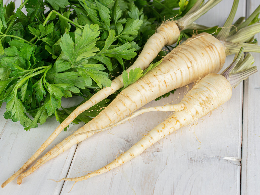 1000 HAMBURG ROOTED PARSLEY Petroselinum Crispum Tuberosum Root Vegetable Seeds