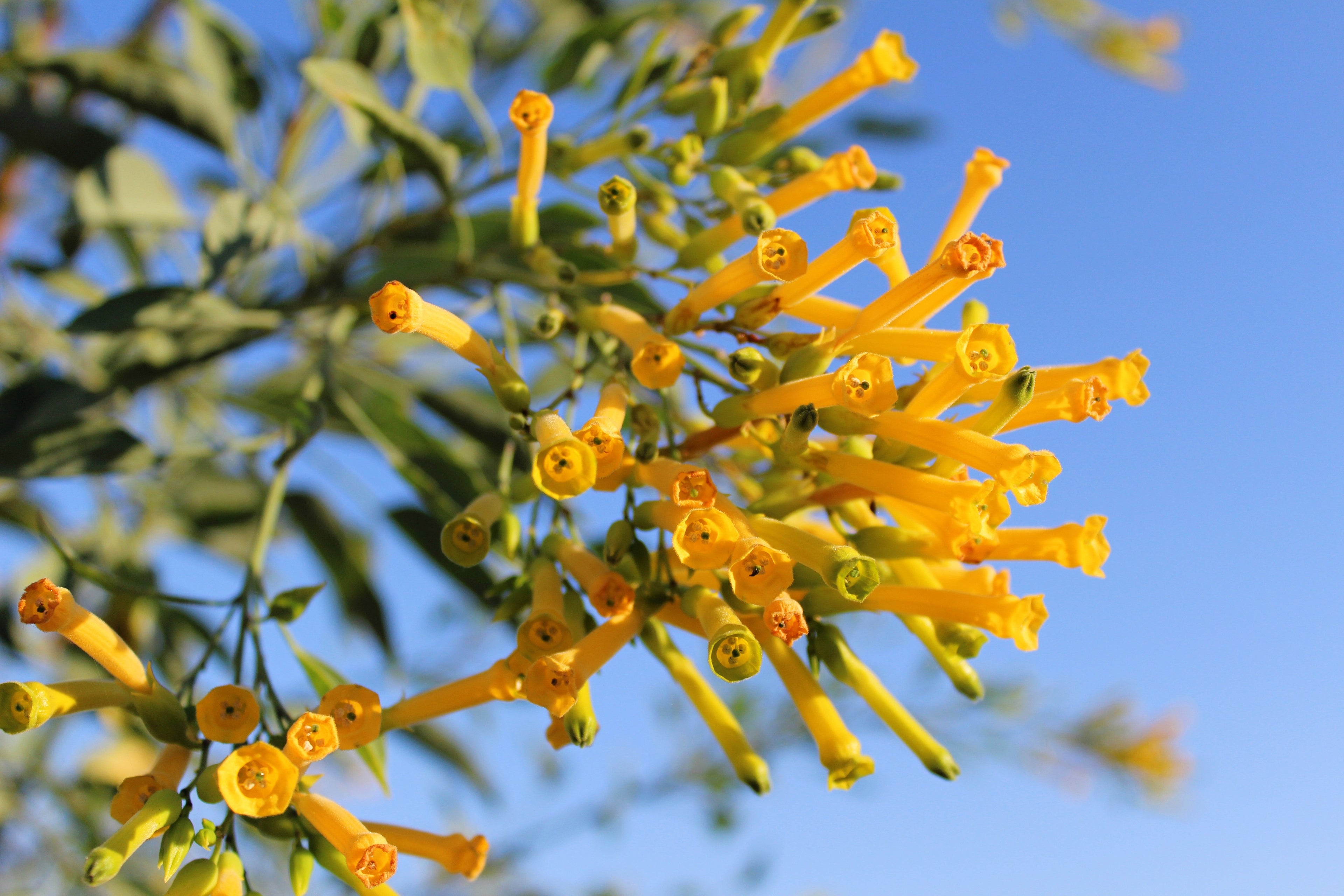 250 TREE TOBACCO Nicotiana Glauca Yellow Trumpet Flower Herb Shrub Seeds