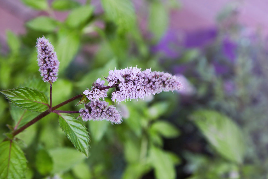 500 SPEARMINT (English Mint) Mentha Spicata Herb Flower Seeds