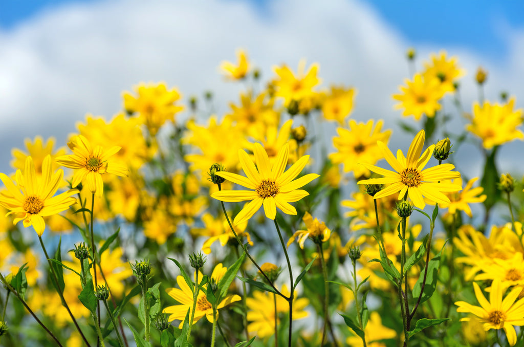 20 JERUSALEM ARTICHOKE Sunchoke Sunroot Helianthus Tuberosus Yellow Sunflower Root Vegetable Seeds