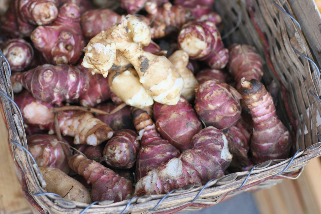 20 JERUSALEM ARTICHOKE Sunchoke Sunroot Helianthus Tuberosus Yellow Sunflower Root Vegetable Seeds