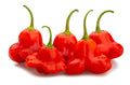 50 Ubatuba CAMBUCI PEPPER Red Brazilian Capsicum Baccatum Vegetable Seeds