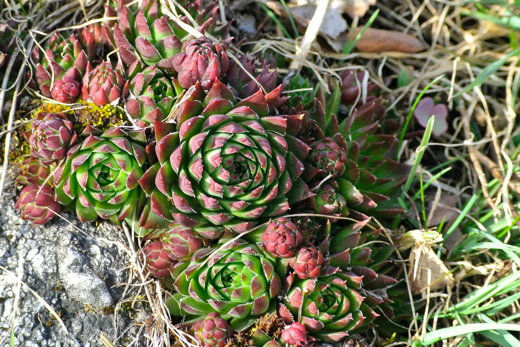 50 MOUNTAIN HOUSELEEK Hens & Chicks Sempervivum Montanum Green Red / Pink Flower Houseplant Seeds