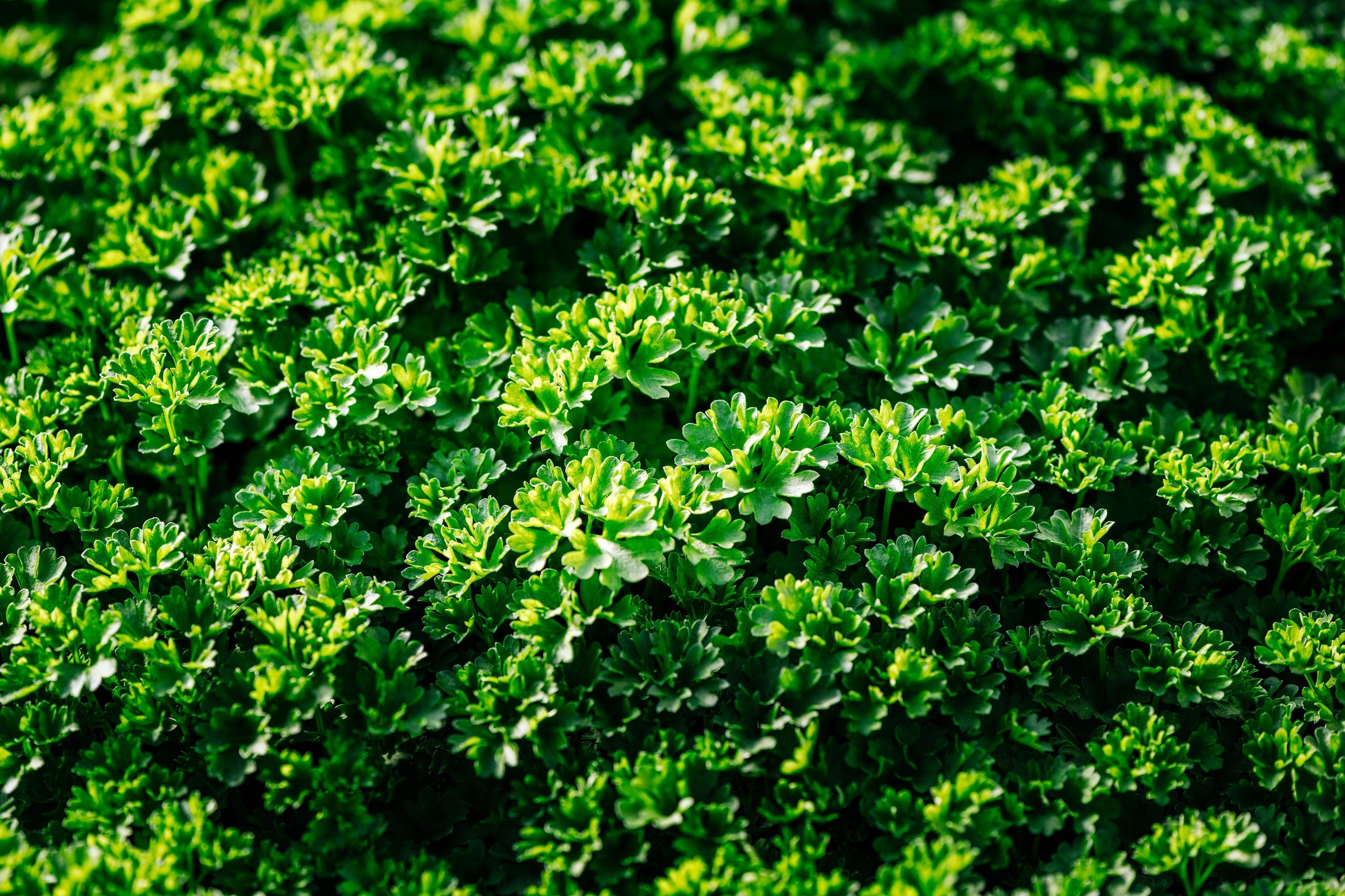 1500 TRIPLE CURLED PARSLEY Petroselinum Hortensis Herb Vegetable Seeds