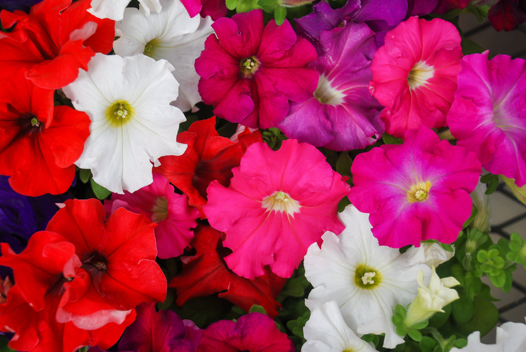 250 Mixed Colors DWARF PETUNIA Pink Red Purple White Bicolor Flower Seeds